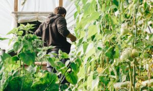 $867 Billion Farm Bill Passes House Of Representives