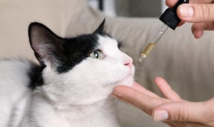 CAN CBD HELP PETS WITH STRESS AND ANXIETY