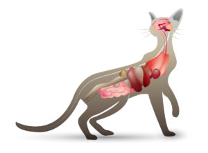 Cat endocannabinoid system