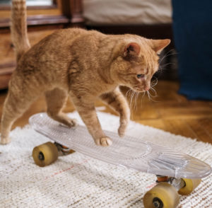 cat toy