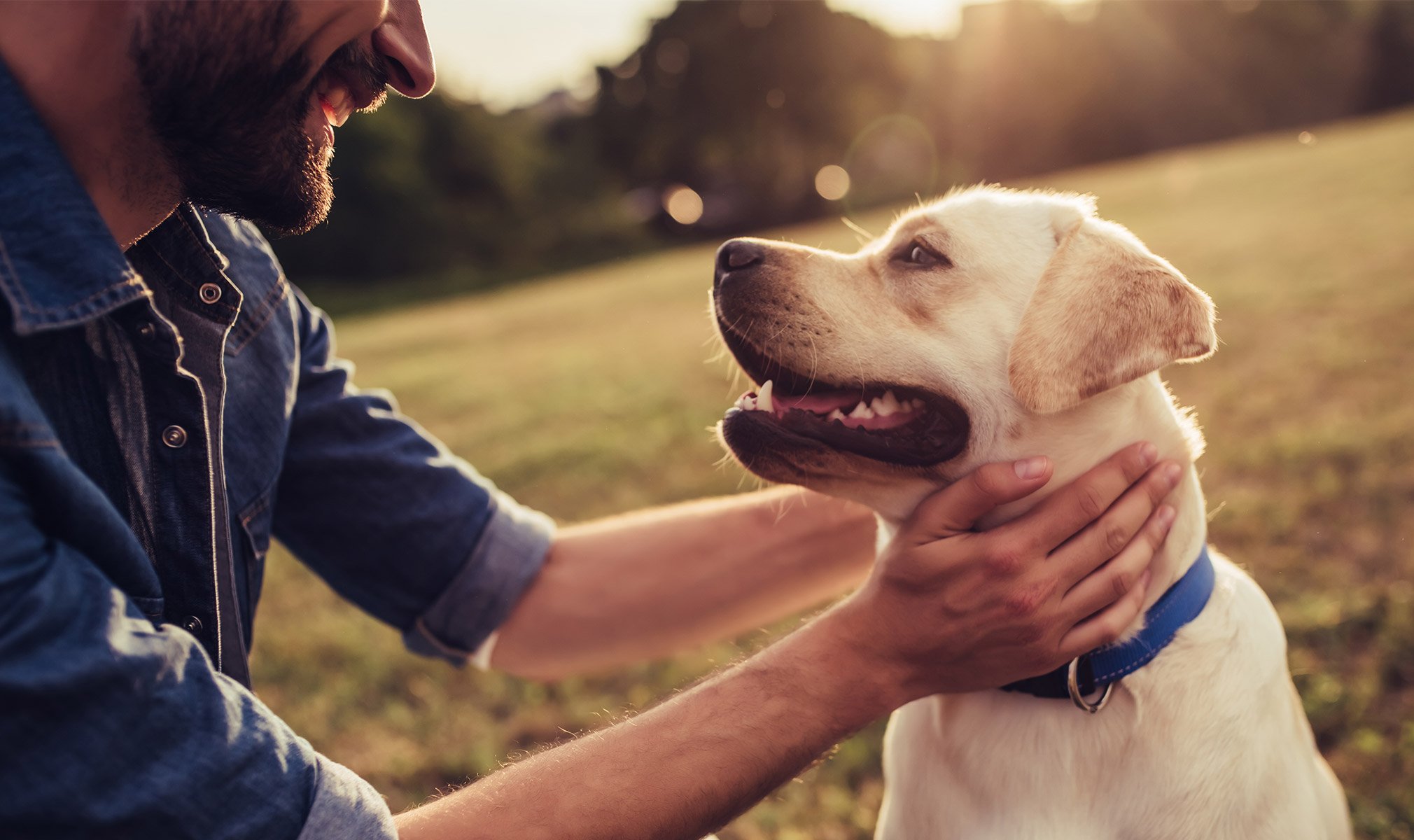 CBD for Dogs A Complete Buying Guide