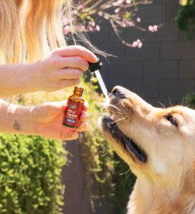 cbdfx photo lifestyle pettincture mar 