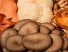 cbdfx The Ultimate Guide to A Complete Guide to Mushrooms
