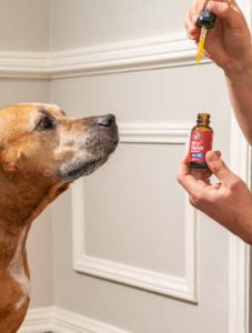 cbdfx us blog Are There CBD Gummies for Dogs pet tincture oil