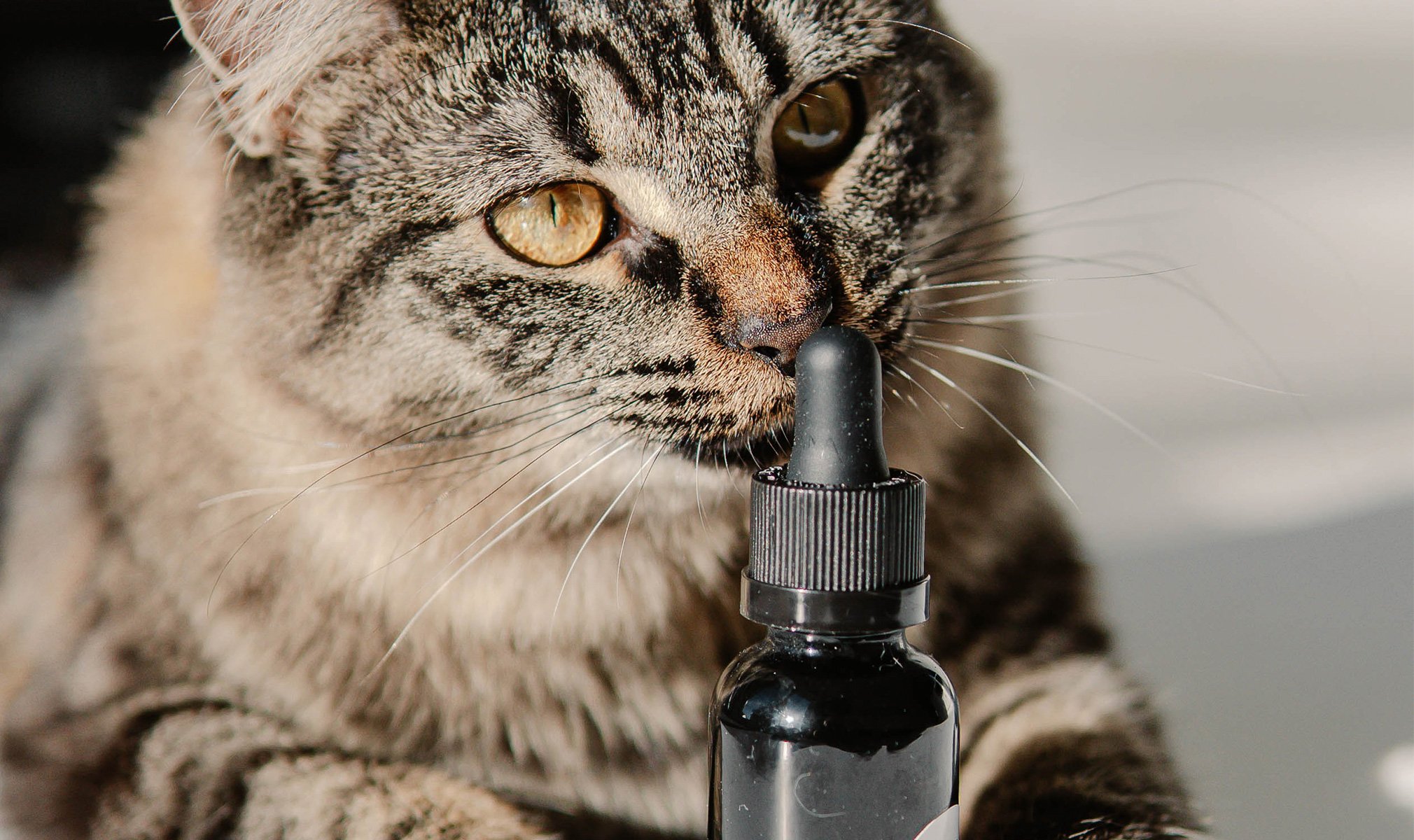 cbdfx us blog Can I Give CBD to My Cat