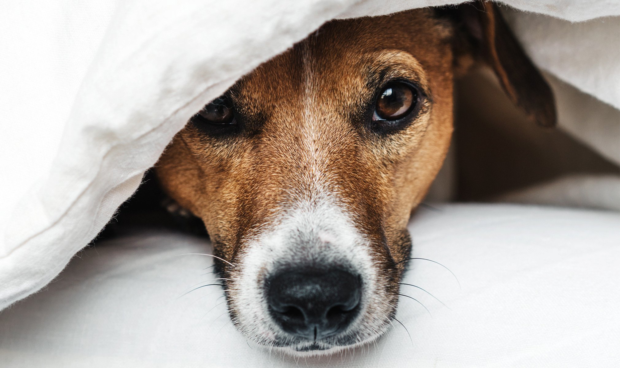 cbdfx us blog Fireworks and Pets Dos and Don’ts