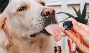 cbdfx us blog How to Choose CBD for Your Dog Like a Pro