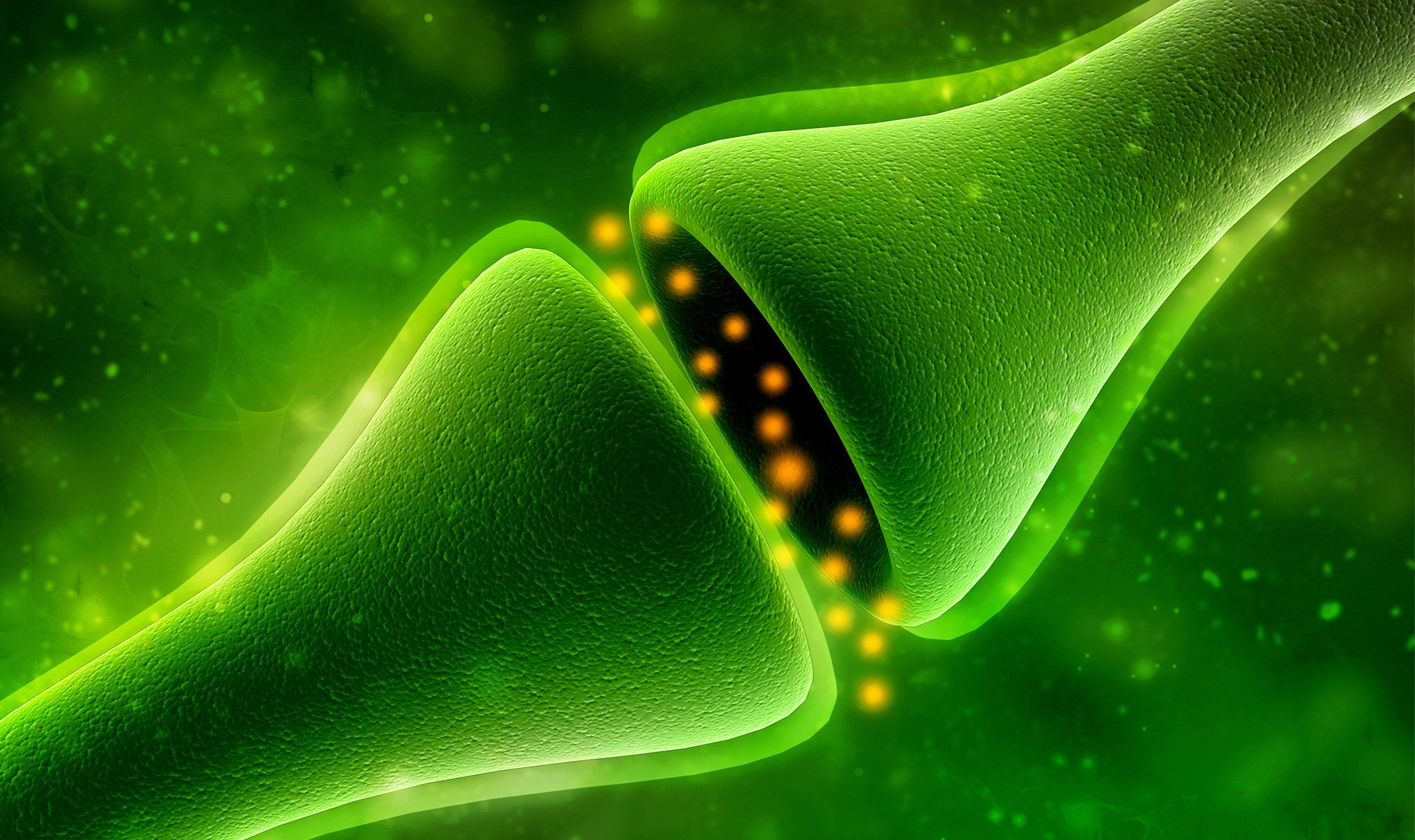cbdfx us blog What is the Endocannabinoid System