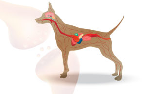 dog endocannabinoid system