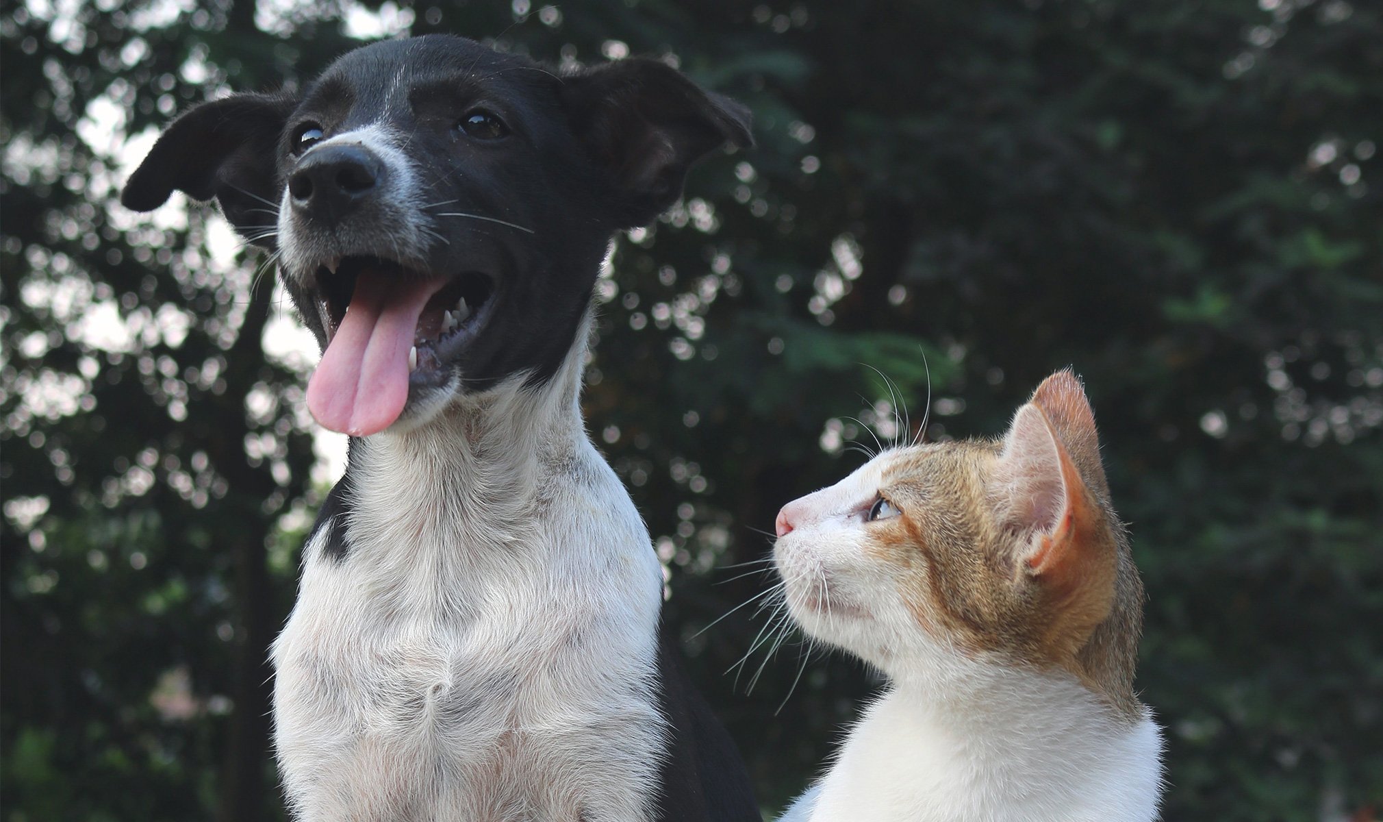 Dogs, Cats, and CBD