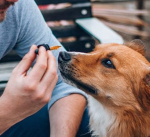 How Does CBD Work for Pets 