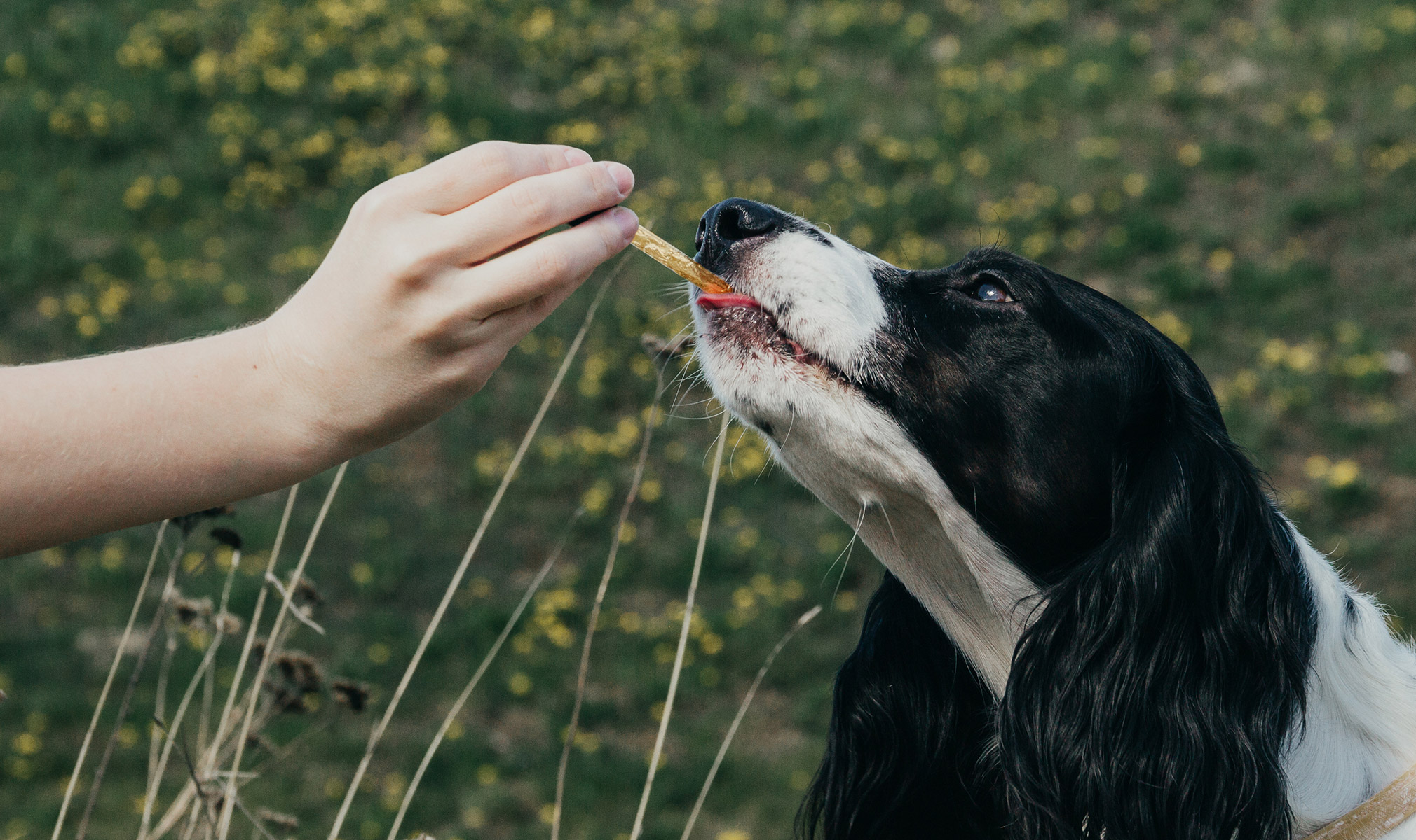 HOW LONG DOES CBD LAST IN A DOG'S SYSTEM