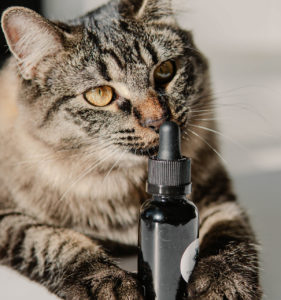 How Much CBD Should I Give My Cat