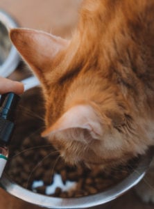 Is CBD Safe for My Cat