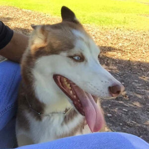 KIBA