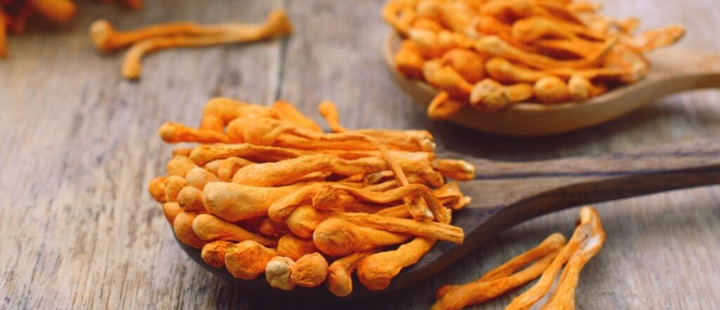 mushroom cordyceps hdr desktop