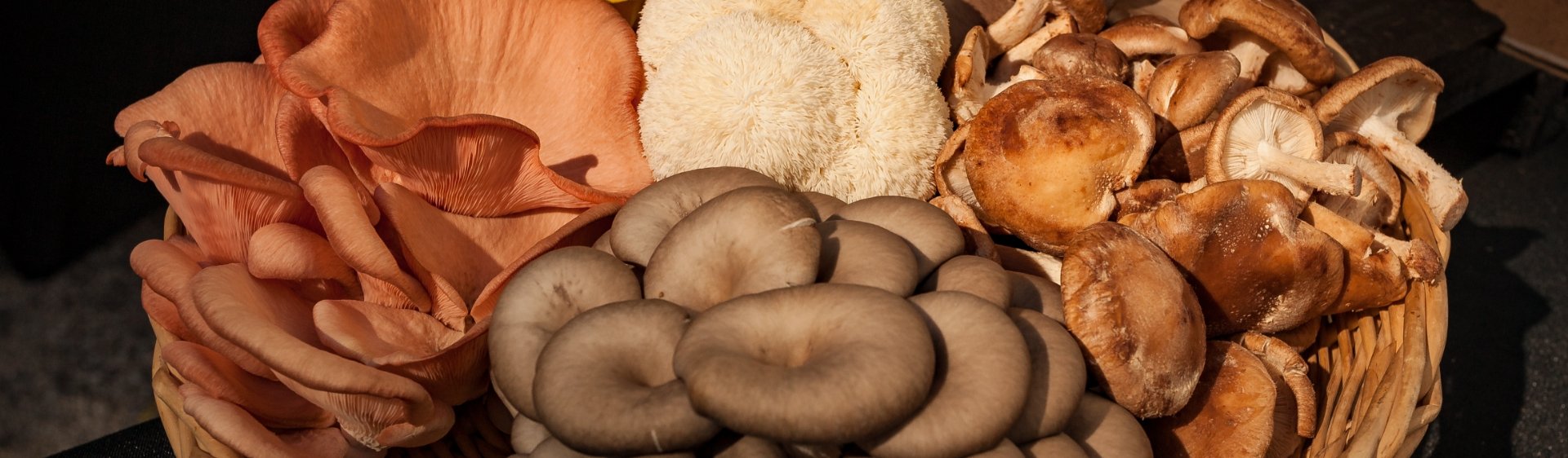 mushroom hub header desktop