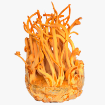 mushroom hub star player cordyceps