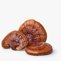 mushroom hub star player reishi