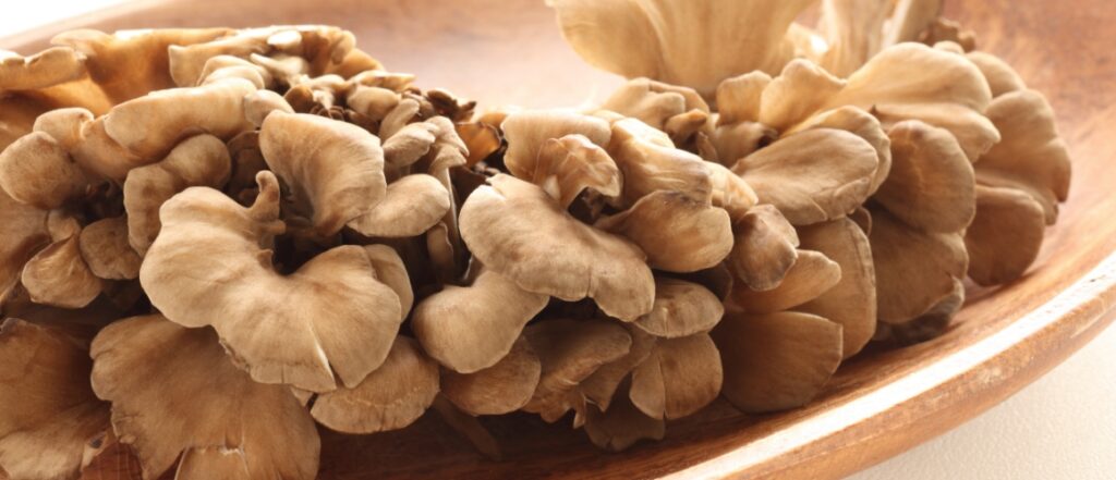 mushroom maitake hdr desktop