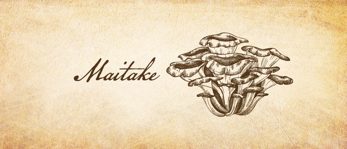 mushroom maitake sect hdr  desktop