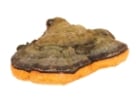 mushroom rt nav chaga
