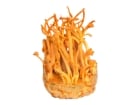 mushroom rt nav cordyceps