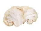 mushroom rt nav lionsmane