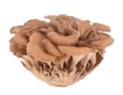 mushroom rt nav maitake