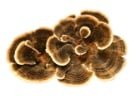 mushroom rt nav turkeytail
