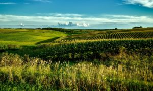 A picture of a field