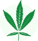 ruderalis