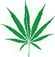 sativa