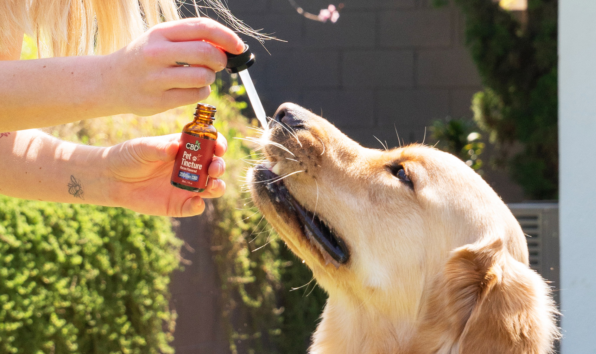 THE BENEFITS AND USES OF CBD OIL FOR PETS