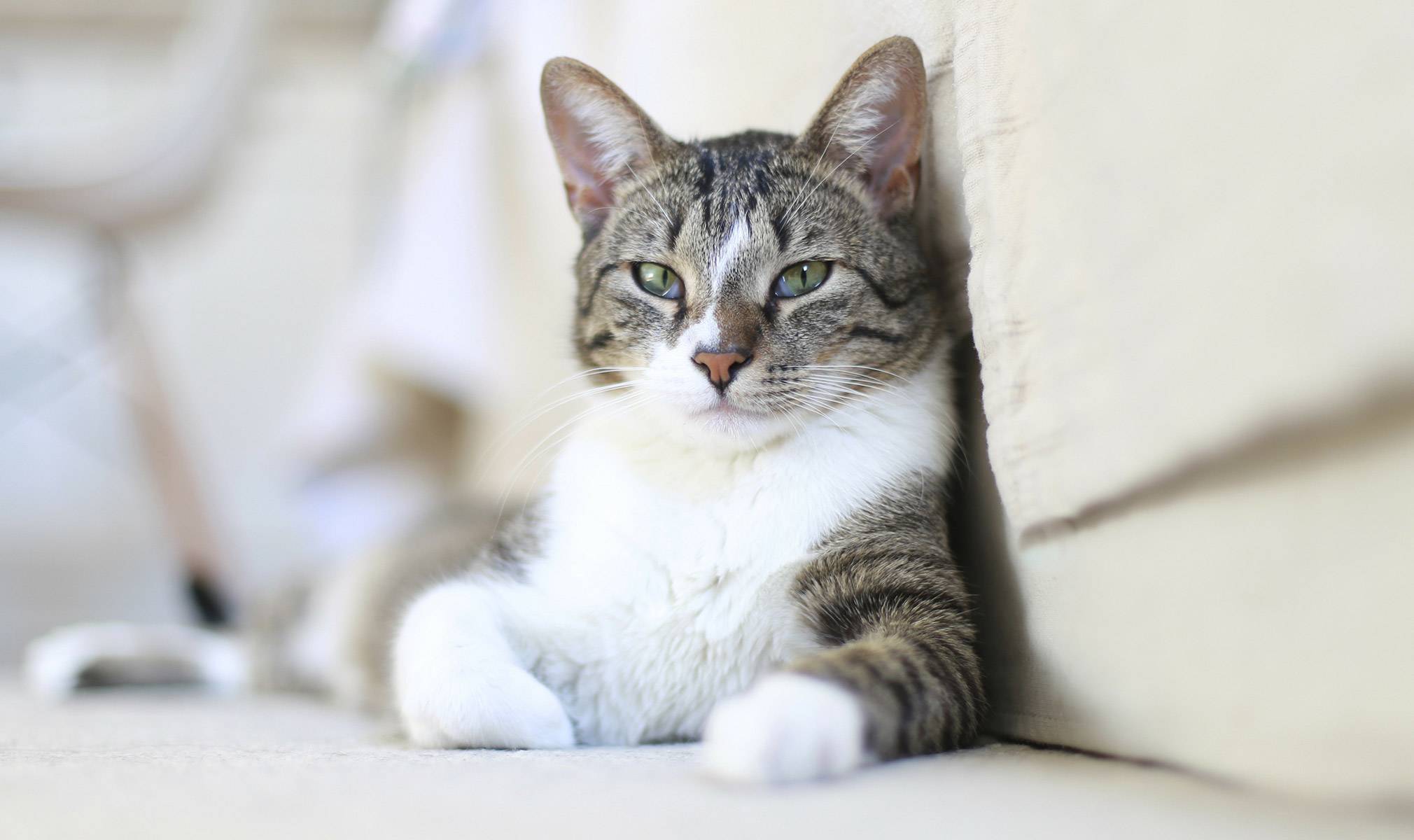 The Complete Guide to Buying CBD for Cats
