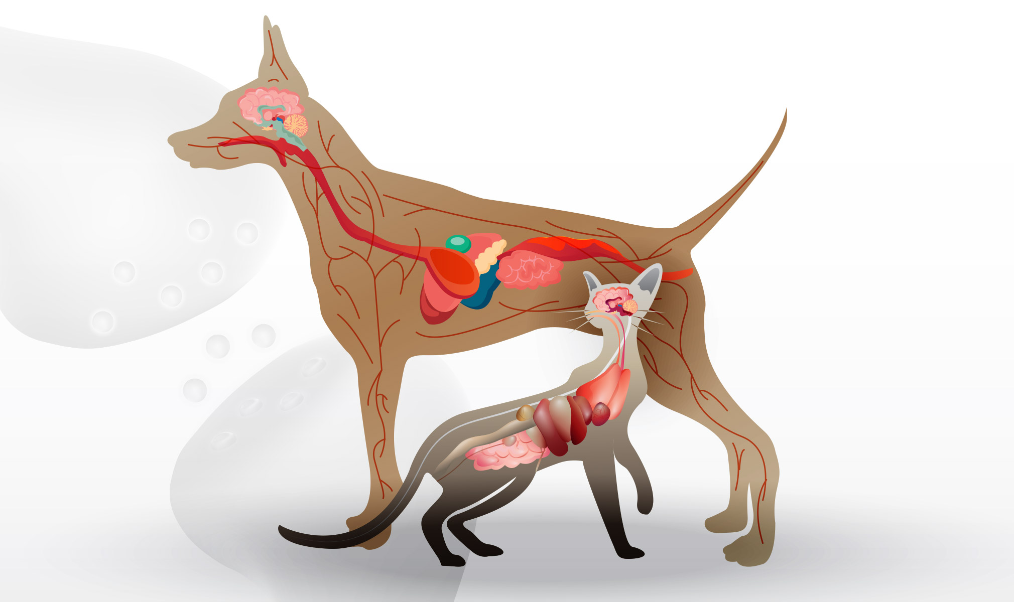 UNDERSTANDING THE ENDOCANNABINOID SYSTEM IN CATS AND DOGS