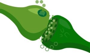 what is cbd endocannabinoids system