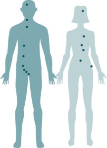 what is cbd human receptor chart