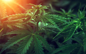 What Is Delta THC 