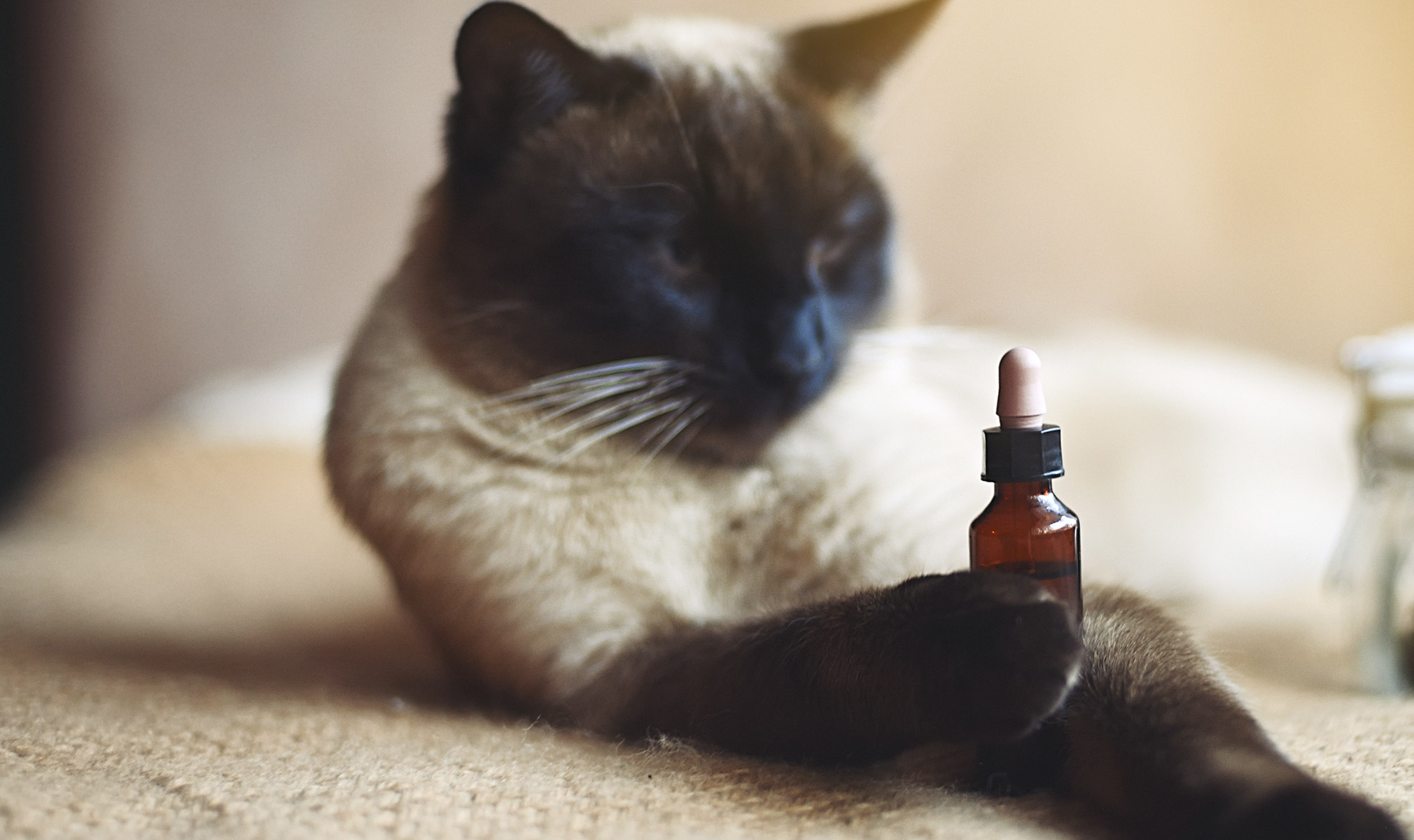 What's the Best CBD Oil for Cats