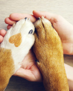 Why Is CBD a Great Gift for Pets 