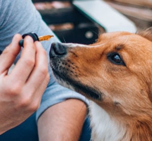 Will CBD Get My Pet High