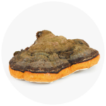 fungi chaga