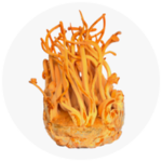 fungi cordycepts