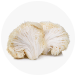 fungi lionsmane