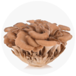 fungi maitake