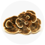 fungi turkeytail