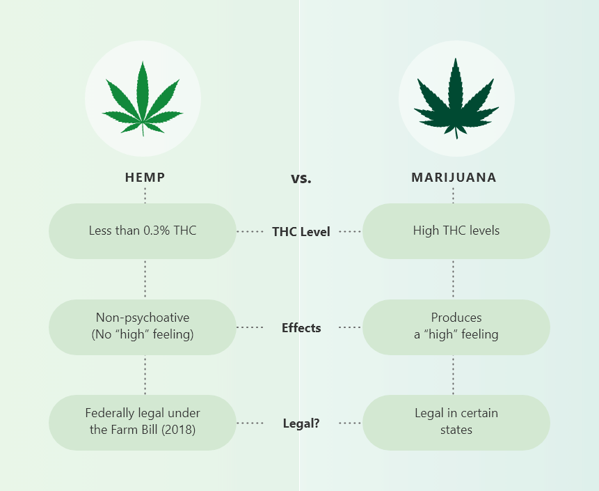 hemp vs cannabis