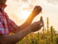 thumbnail x cbd vs hemp